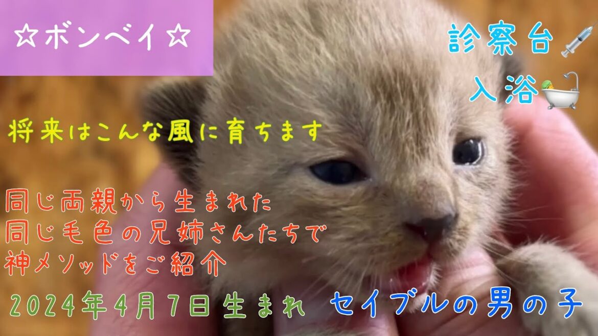 【ナナハチ’s ROOM】ボンベイ☆セイブルの男の子 20240417 【ナナハチ’s ROOM】ボンベイ☆セイブルの男の子 20240417