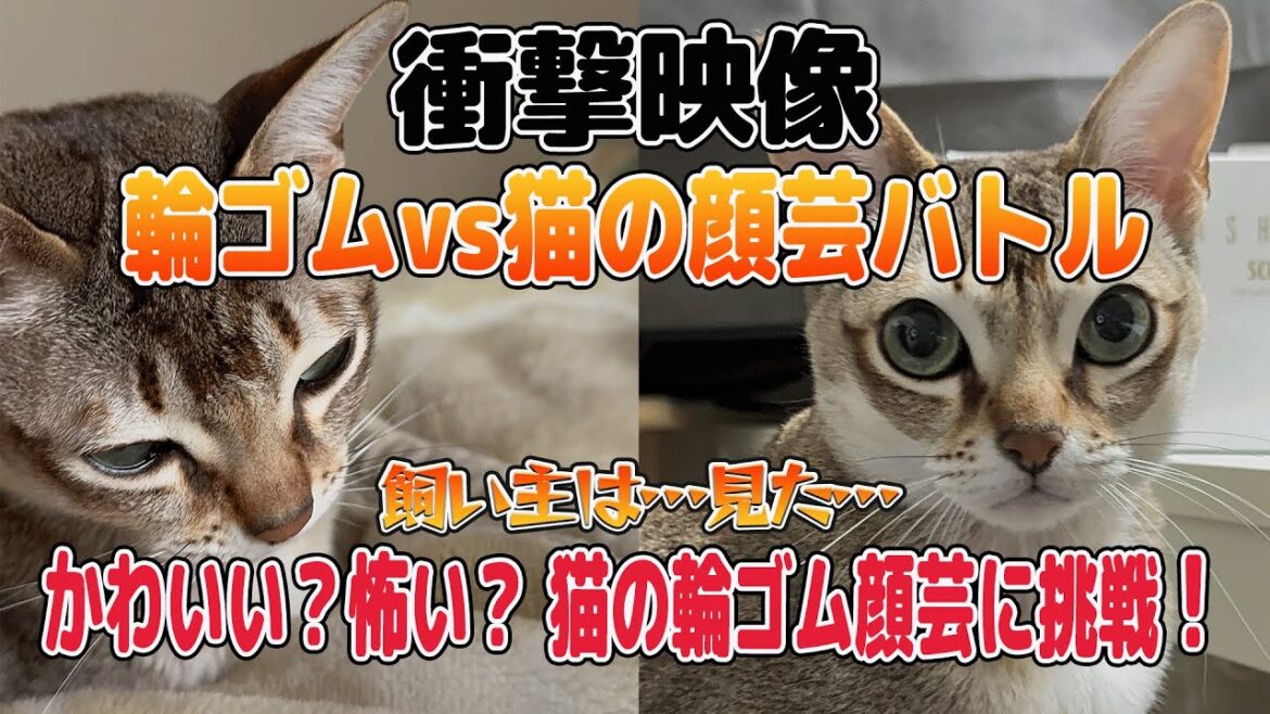 🚨🐱【衝撃映像】輪ゴムで一変!猫のおもしろ顔芸🎭💥#シンガプーラ #pets #cat 🚨🐱【衝撃映像】輪ゴムで一変!猫のおもしろ顔芸🎭💥#シンガプーラ #pets #cat