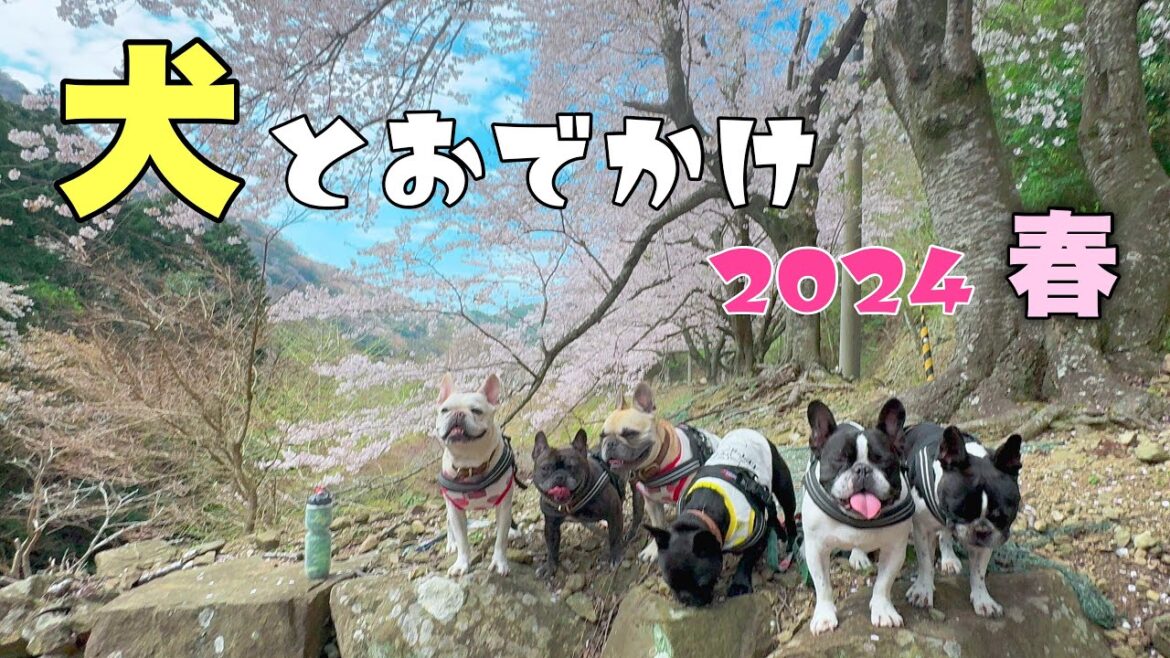 フレンチブルドッグ6頭と一緒に春のお出かけ！桜っていいよね～🌸