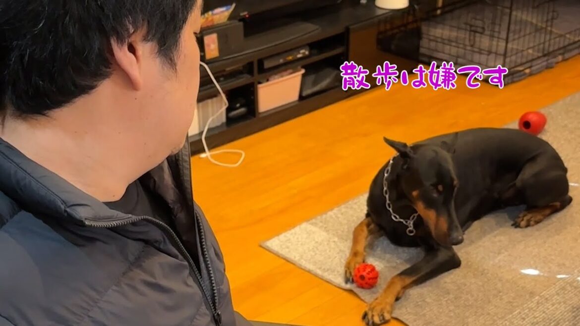 散歩を嫌いなドーベルマンを流れで誘い出してみた結果
