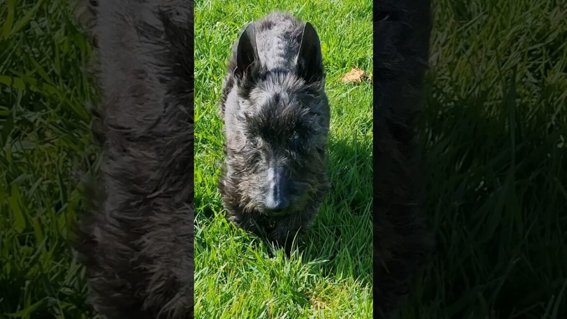 You Spin Me Round Like a Record 😍  -  #shortsfeed