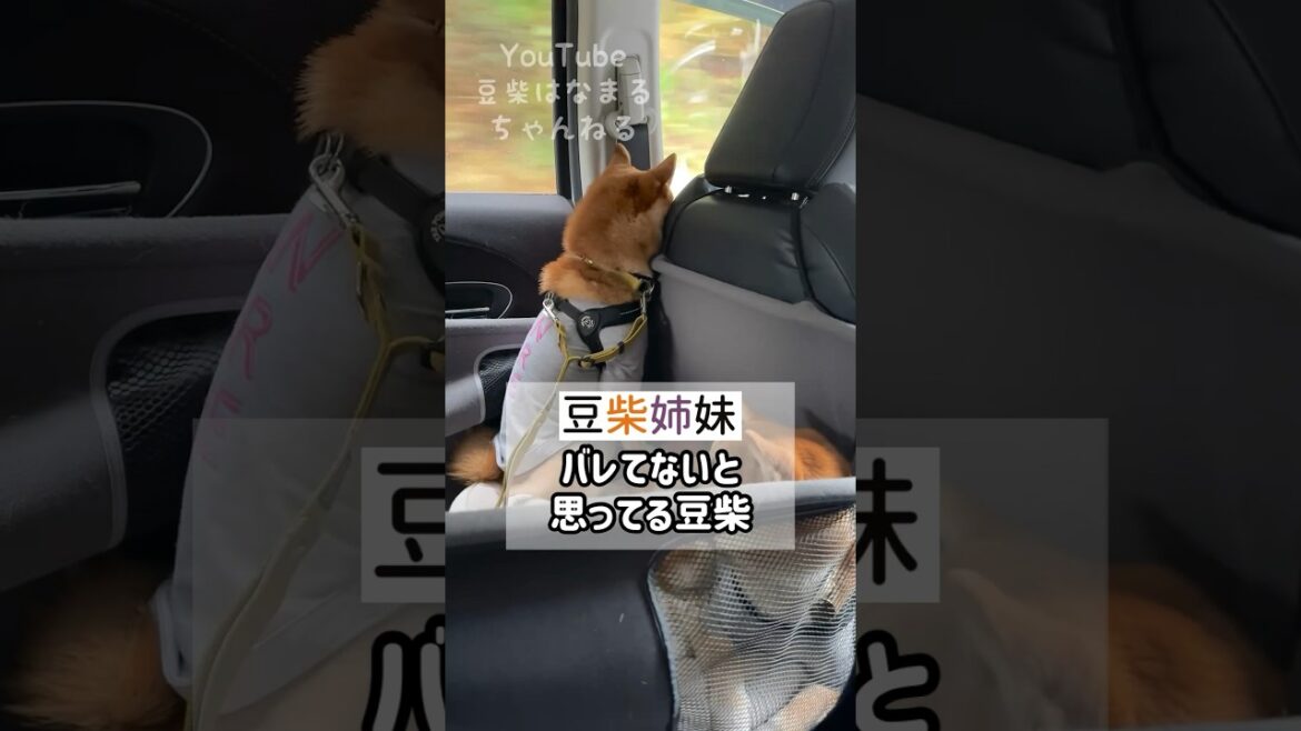 バレてないと思っている豆柴がかわいい #Shorts