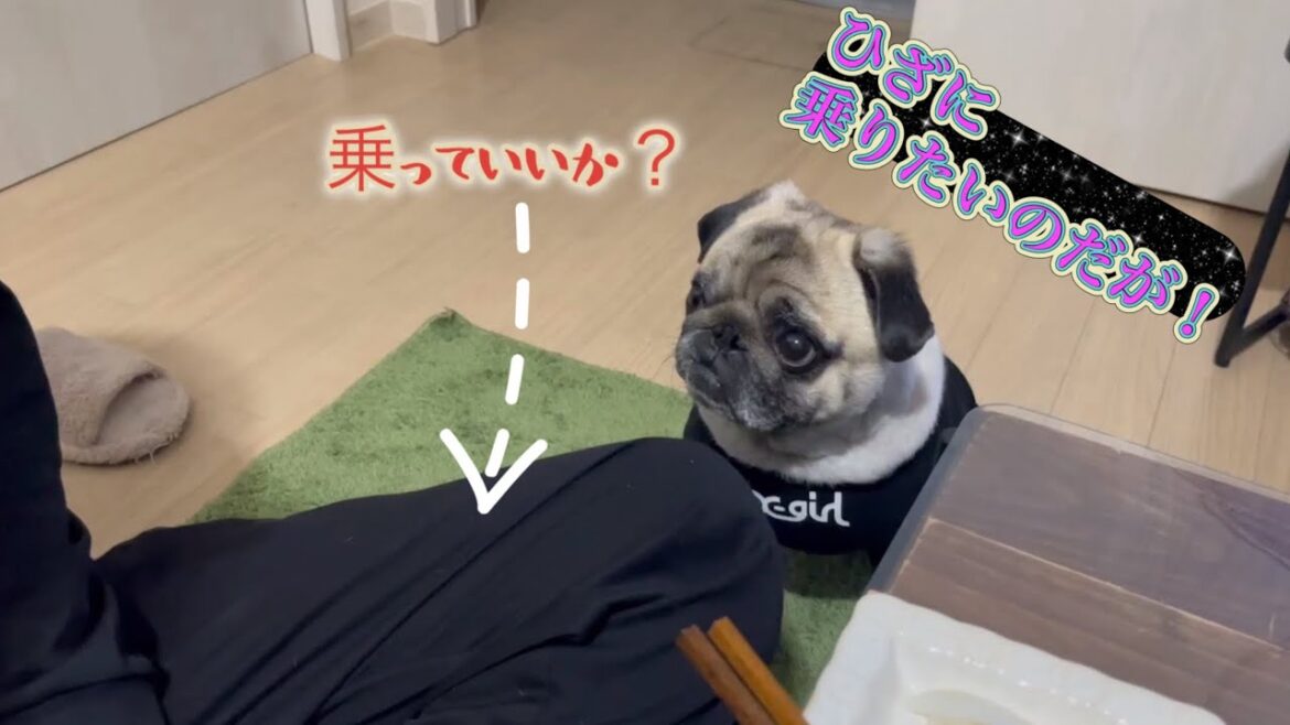 様子を伺いながら、ひざ乗りをするパグ　【パグ侍ももたろ】
