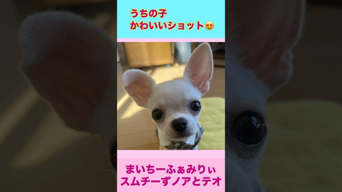 スムースコートチワワのノアとテオのかわいいショットを集めてみました【多頭飼いスムチーず】　#shorts #犬のいる暮らし #かわいい犬