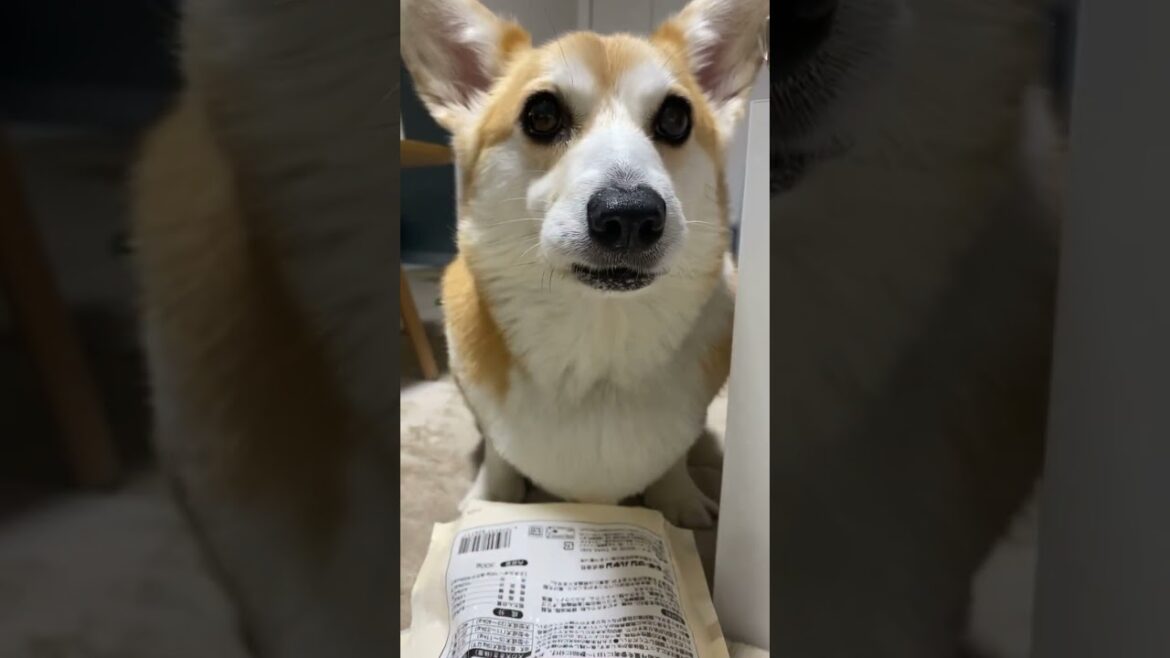 返事した？笑 #コーギー #dog