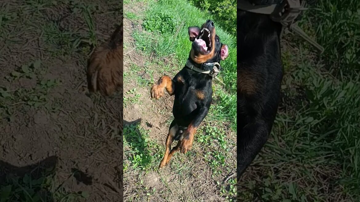 ⚡Рубик⚡ в прыжке ягдтерьер jagdterrier Одесса апрель 2024