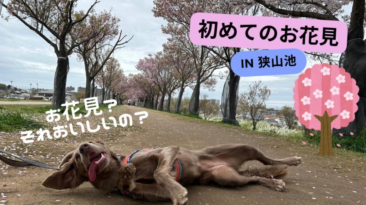 【お出かけ#17】ルルちゃんとお花見散歩！