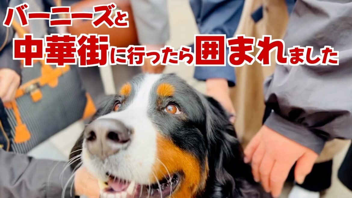 バーニーズマウンテンドッグと行く「港の見える丘公園」「元町」「中華街」「山下公園」「赤レンガ倉庫」「大さん橋」