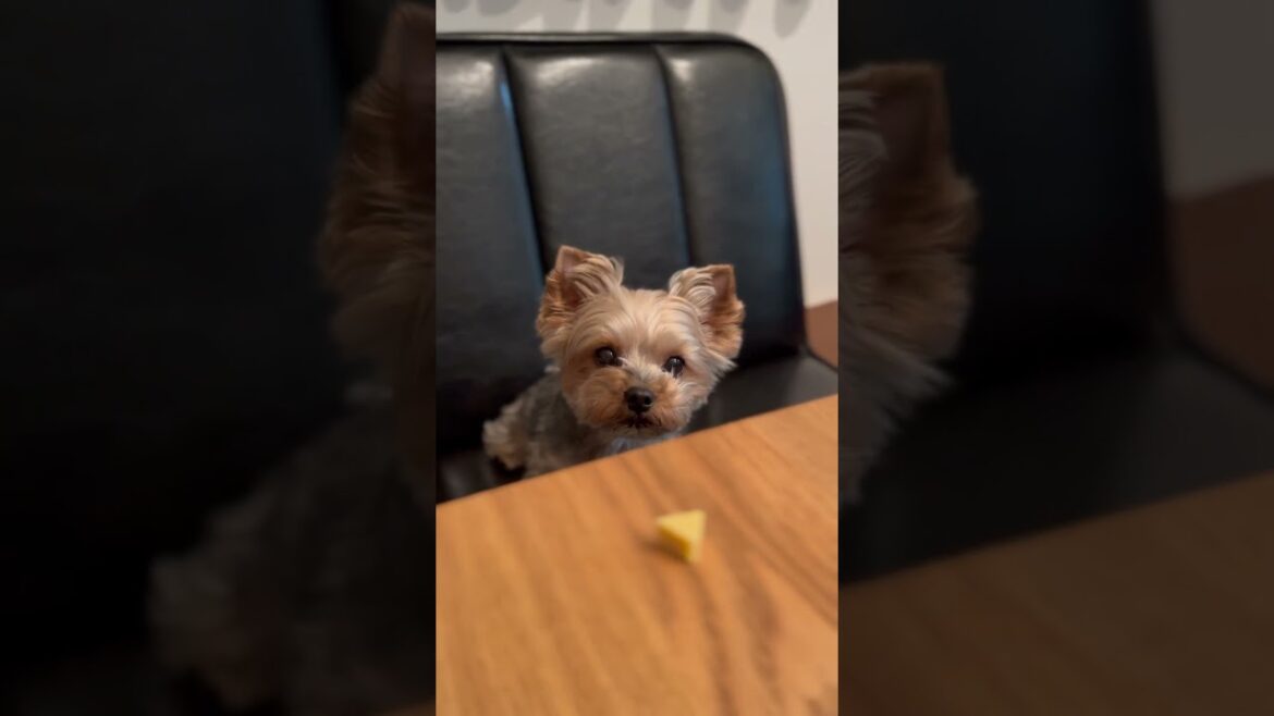 今日もチーズを食べる斜陽さん🐶🧀