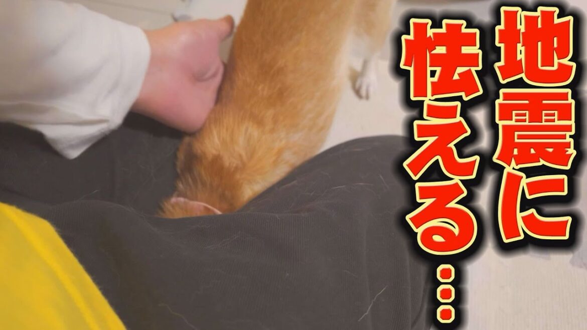 鳴り響くアラート、そして揺れ…妹柴犬がパニックに・・・