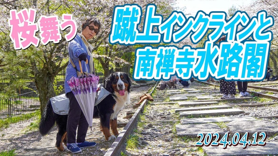 桜舞う蹴上インクラインと南禅寺水路閣/大型犬散歩 桜舞う蹴上インクラインと南禅寺水路閣/大型犬散歩