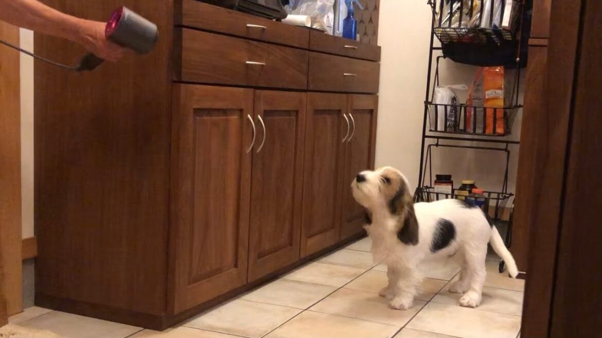 結局のところダイソンが好きそうなプチバセの子犬