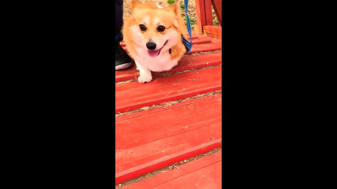 赤い橋を渡るコーギー / Corgi crossing the red bridge #コーギー #サクラ #sakura