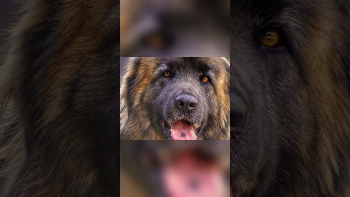 Meet the Leonberger - A Lion Like Dog of European Nobility