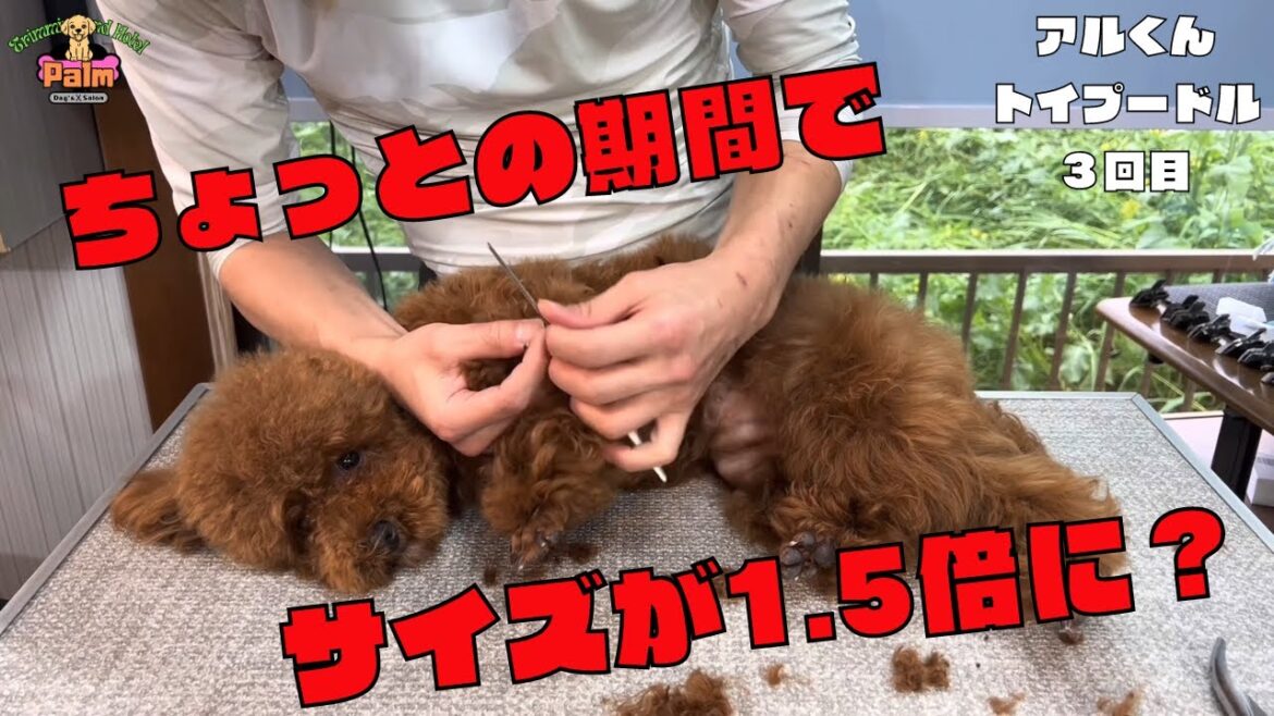肘関節異形成のトイプードルをトリミング！まだパピーだけどビックリするほど育ってます！！