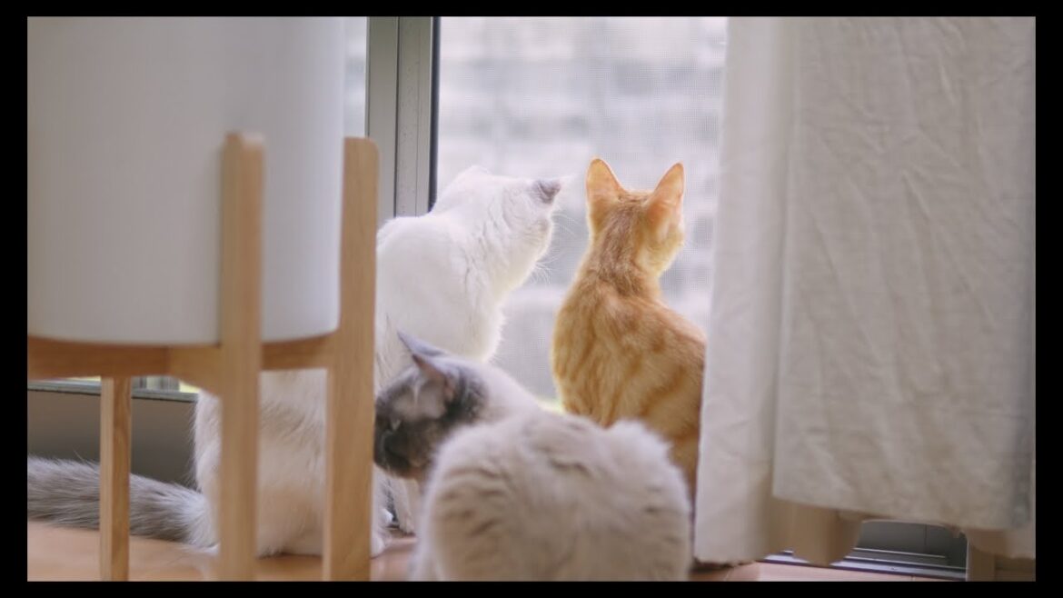 ほのぼの