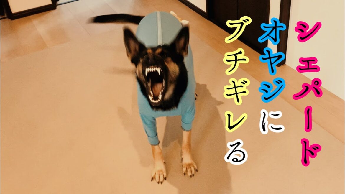 シェパード犬、いらんことするオヤジにブチギレる【German Shepherd】 My Dog Gets Angry At Her Owner Who Was Just Annoying Her シェパード犬、いらんことするオヤジにブチギレる【German Shepherd】 My Dog Gets Angry At Her Owner Who Was Just Annoying Her