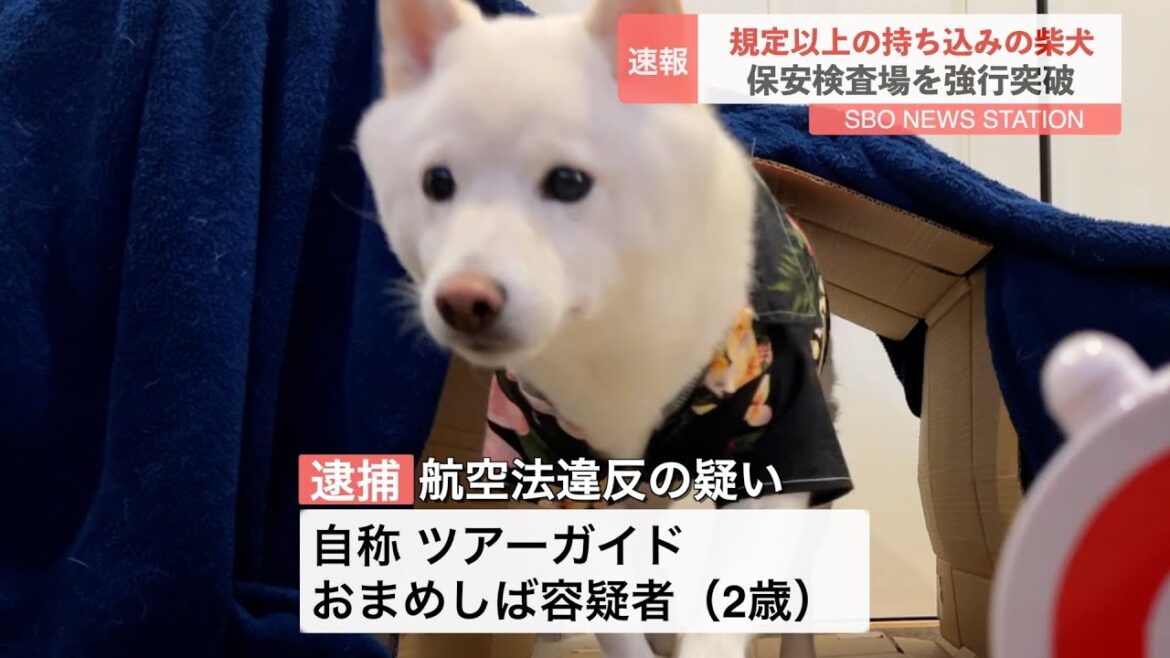 空港で保安検査を強行突破した柴犬 空港で保安検査を強行突破した柴犬