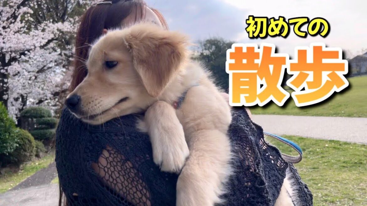 【散歩デビュー】初めての散歩で案の定とんでもないことになりましたw