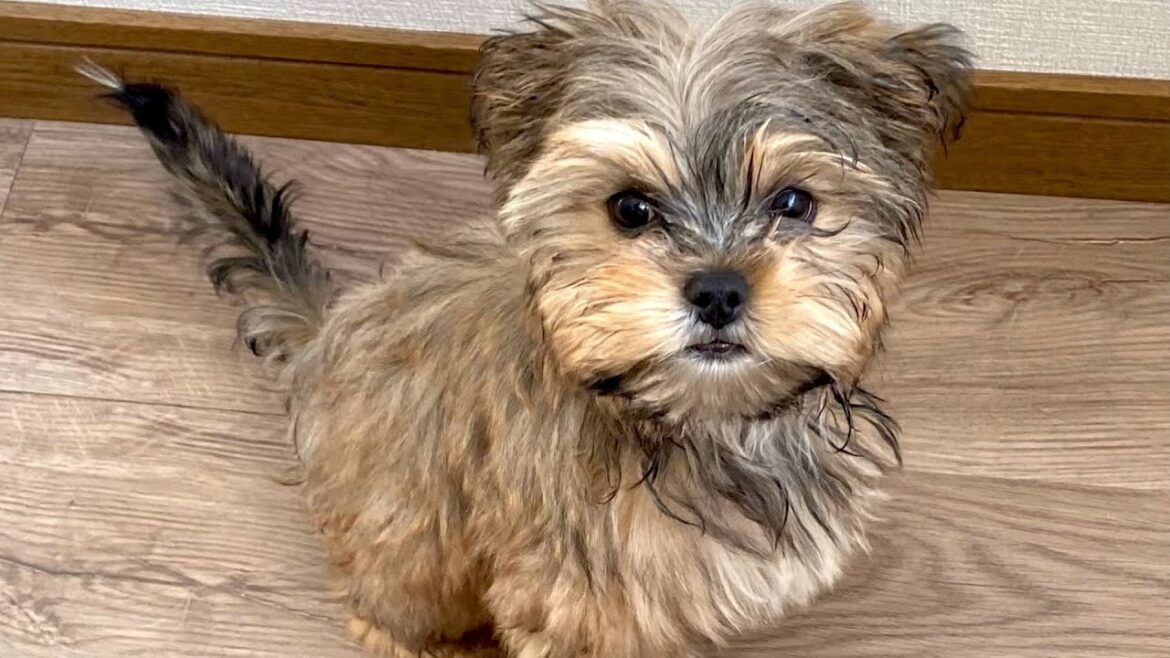 犬生にとっては，長い長い30分のお留守番。主と涙の別れ，叫べども帰ってこない現実…用を足し，いまを受け入れ，1人で遊び，感動の再会。ヨーキー×シーズーのミックス犬