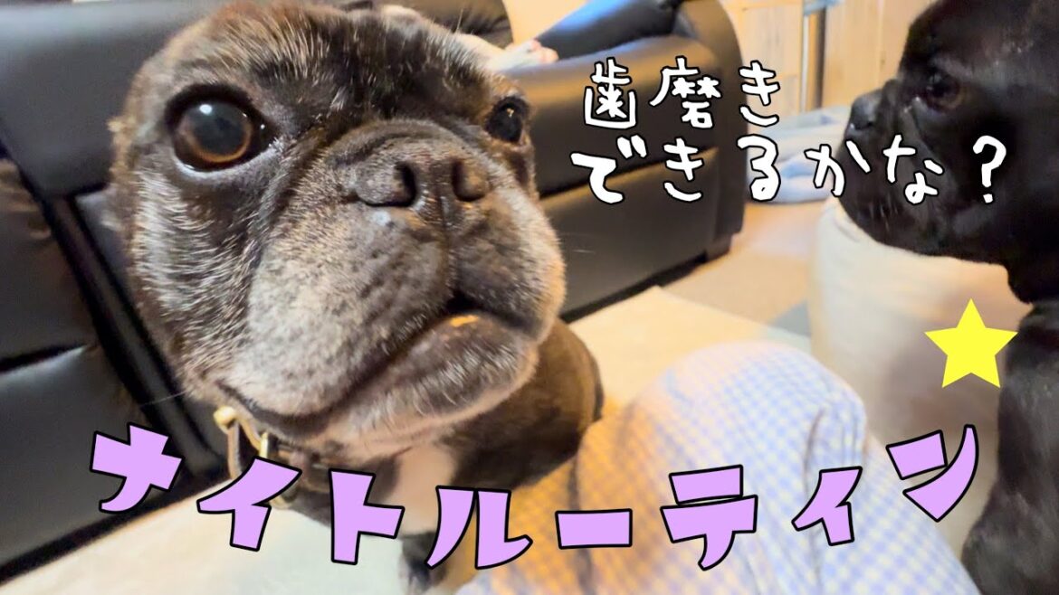 【1日最後のひと仕事】フレンチブルドッグ7頭ハミガキ上手にできるかな？