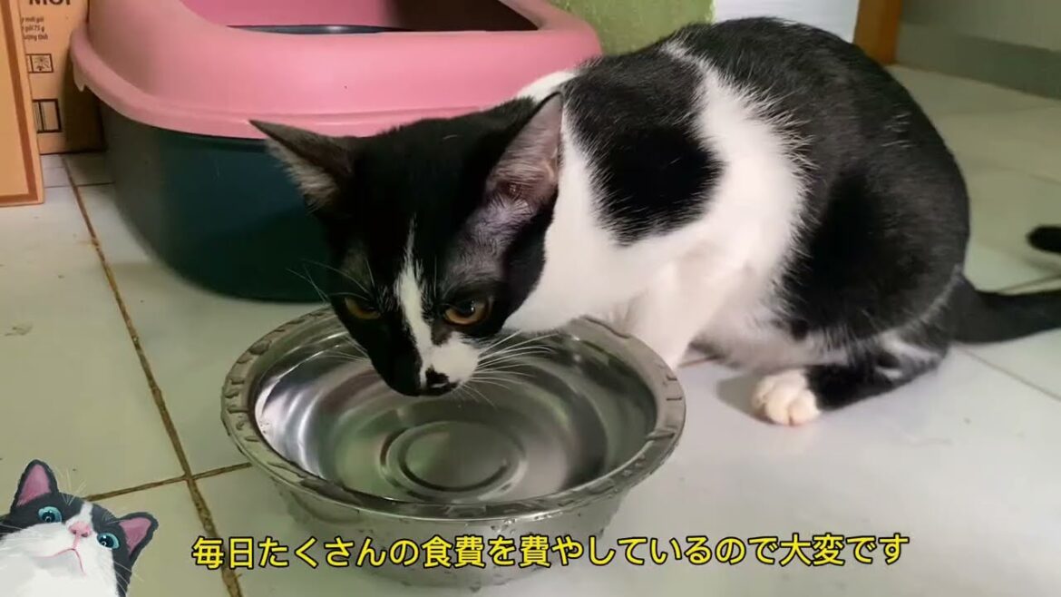 古い猫と新しい猫が部屋の中で喧嘩するので、友達を作るのは非常に困難です。