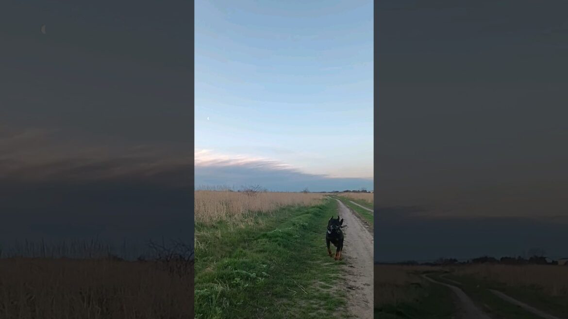 ⚡Рубик⚡ утренняя пробежка ягдтерьер jagdterrier Одесса апрель 2024 ⚡Рубик⚡ утренняя пробежка ягдтерьер jagdterrier Одесса апрель 2024