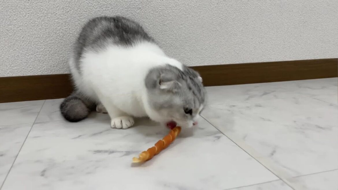 【螺旋】ぐるりんちょなおやつを猫にあげてみたら…ｗｗｗ