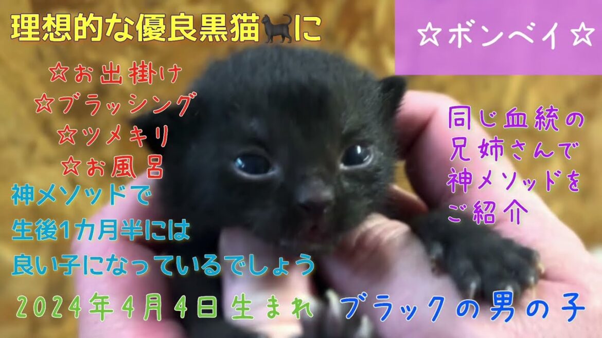 【ナナハチ’s ROOM】ボンベイ☆ブラックの男の子 20240417 【ナナハチ’s ROOM】ボンベイ☆ブラックの男の子 20240417