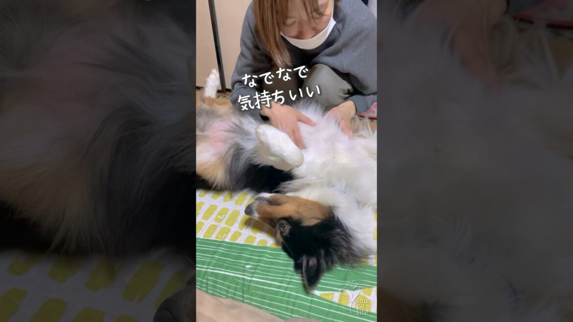 無防備なオゥシーが可愛い　#ボーダーコリー #オーストラリアンシェパード #dog