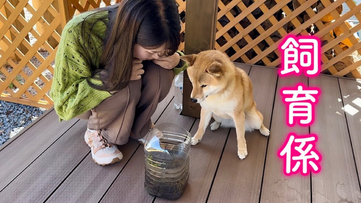 飼育係に任命されるもエサを食べそうになり注意される柴犬が可愛い
