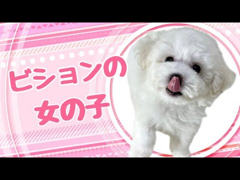 ビションフリーゼの子犬 (和歌山) ビションフリーゼの子犬 (和歌山)