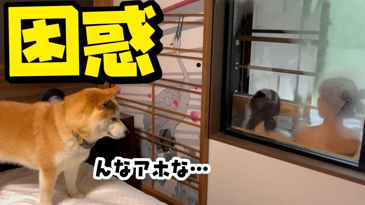 初めての露天風呂で大興奮の家族にドン引きする柴犬 初めての露天風呂で大興奮の家族にドン引きする柴犬