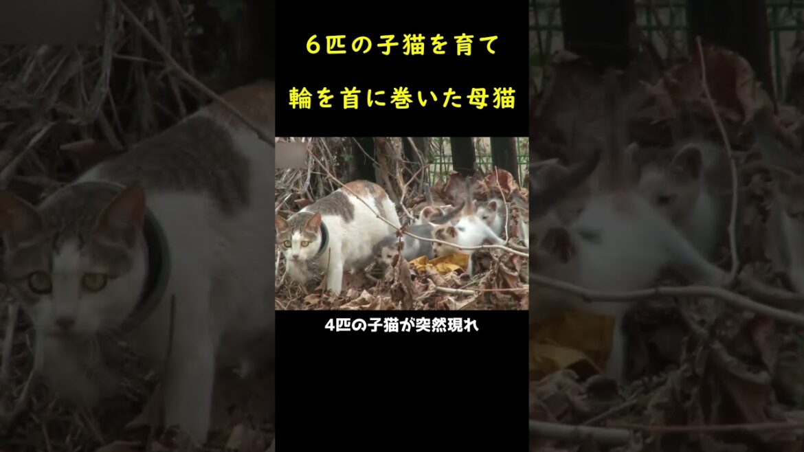 枷を首に巻いた6匹の子猫の母！