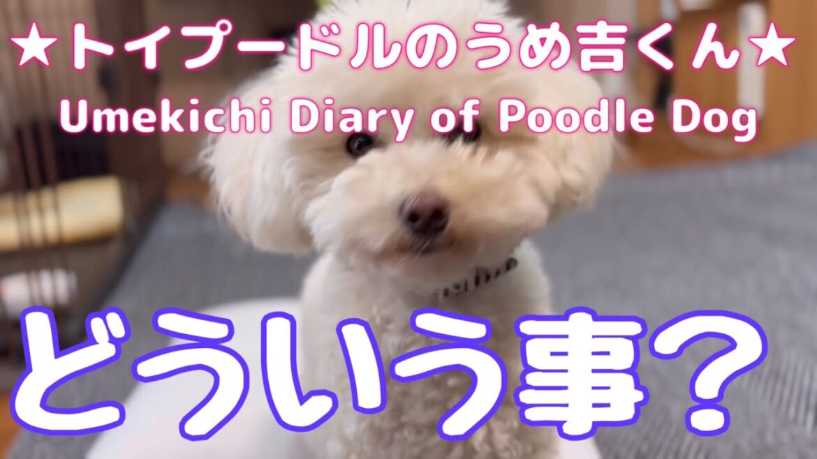 どういう事? ★トイプードルのうめ吉くん(1274日目)★Umekichi Diary of Poodle Dog どういう事? ★トイプードルのうめ吉くん(1274日目)★Umekichi Diary of Poodle Dog