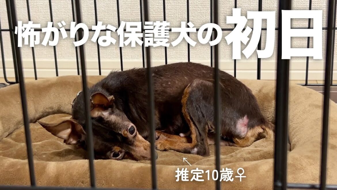 怖がりな保護犬ミニピンが、我が家に来た日。【Day1】