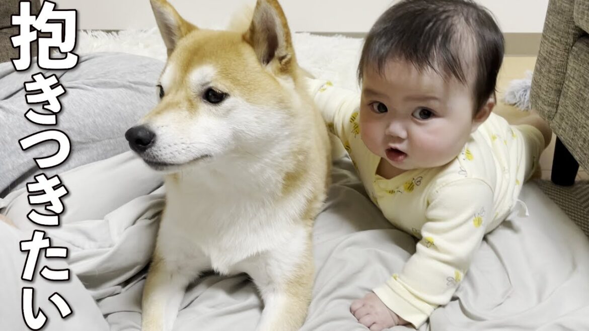柴犬に抱きつきたくてハイハイを頑張る赤ちゃん