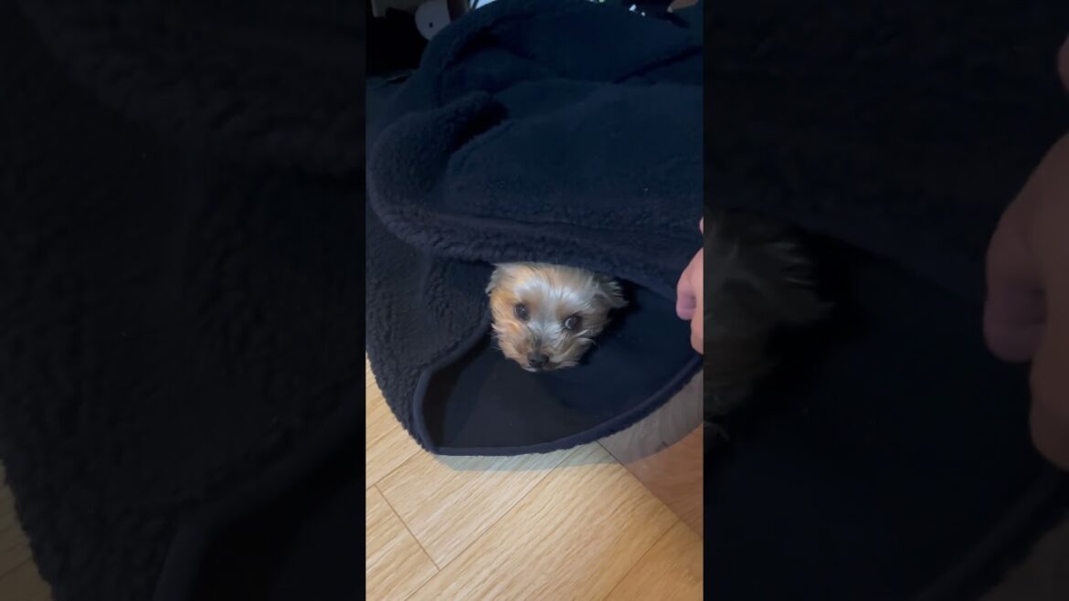 落ちてたパパンの服の中を住み処とする斜陽さん🐶💤