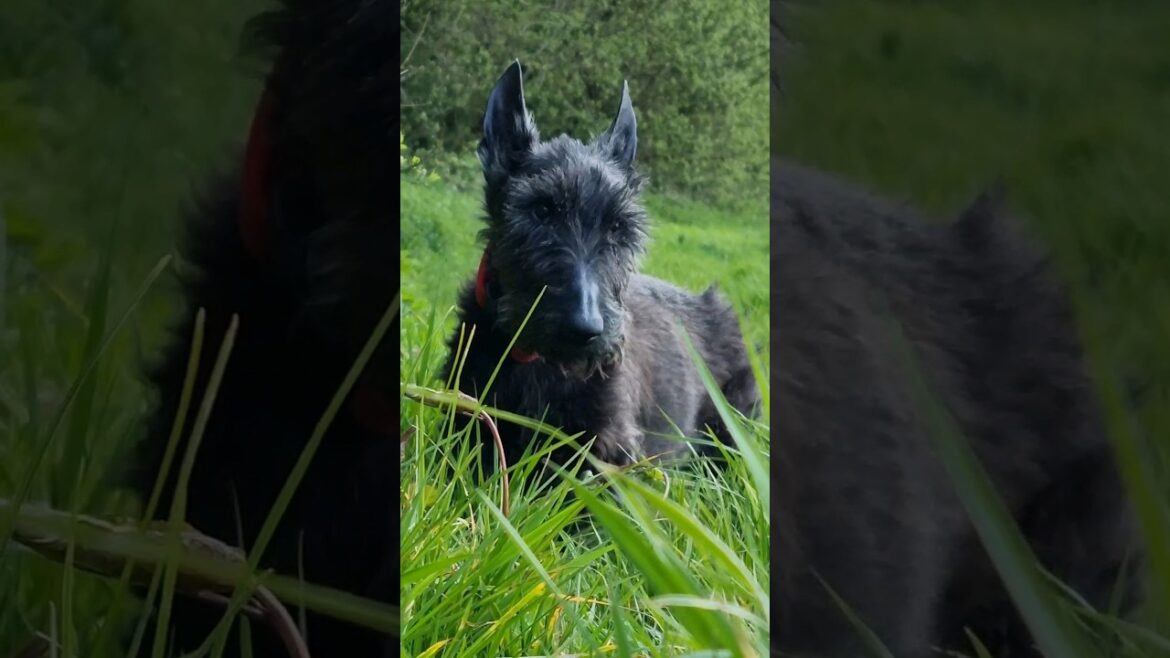 Terriers get around ๐  –  #shortsfeed Terriers get around ๐  -  #shortsfeed