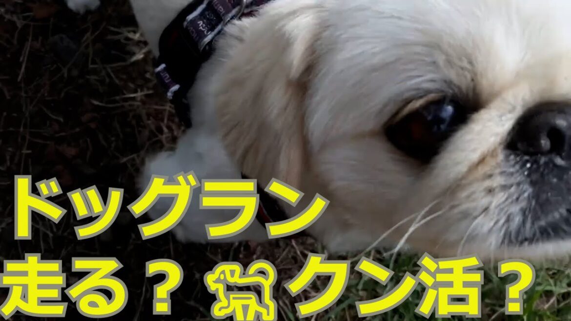 【ペキニーズ】ドッグランで走る？クン活？ペキニーズのゆきとましろ