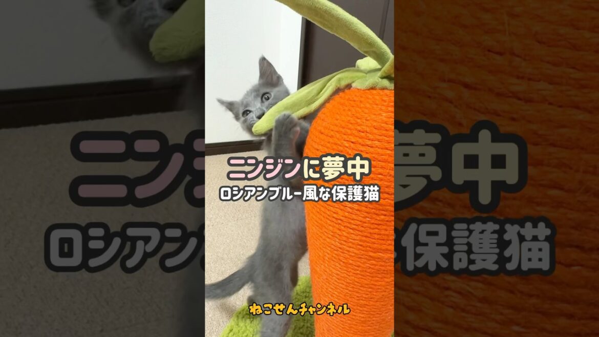 【人参と子猫】保護したロシアンぽい子猫はニンジンのお手入れに夢中♪😋💕（真冬に保護した子猫） | ねこせん