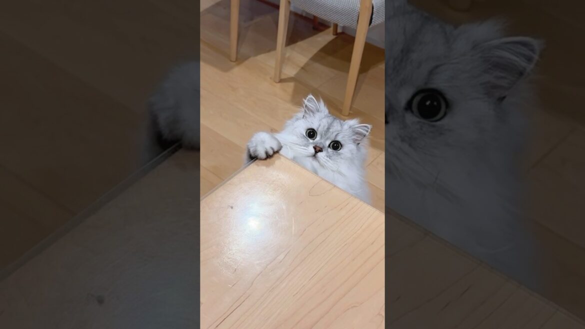 机で爪研ぎして得意そうな猫 【サイベリアン】 #Shorts