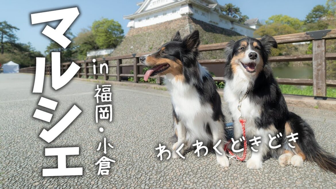 【わんこマルシェ】おでかけ楽しかったよ！福岡県北九州市「&リバーマルシェ」に出店しました | ボーダーコリーとオーストラリアンシェパード