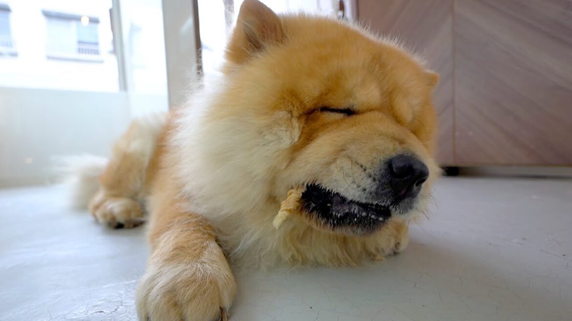 おやつをあげるとおじさん味が4割増になるチャウチャウ犬