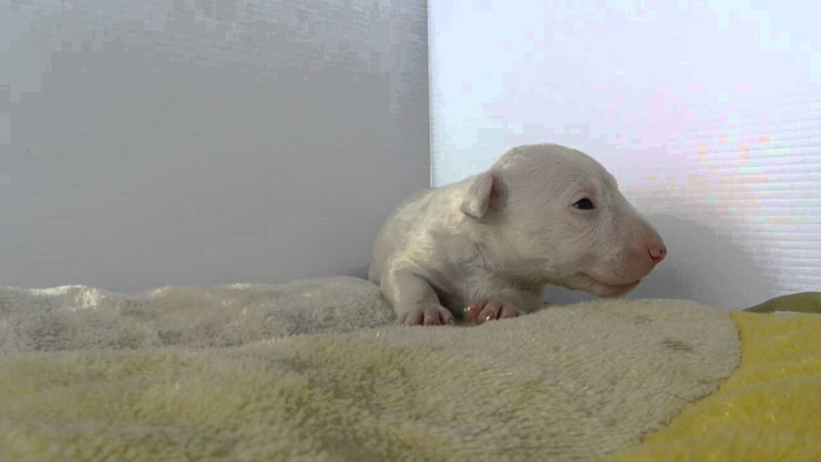 ミニチュアブルテリアの子犬｜子犬販売PADOG群馬県ブリーダー