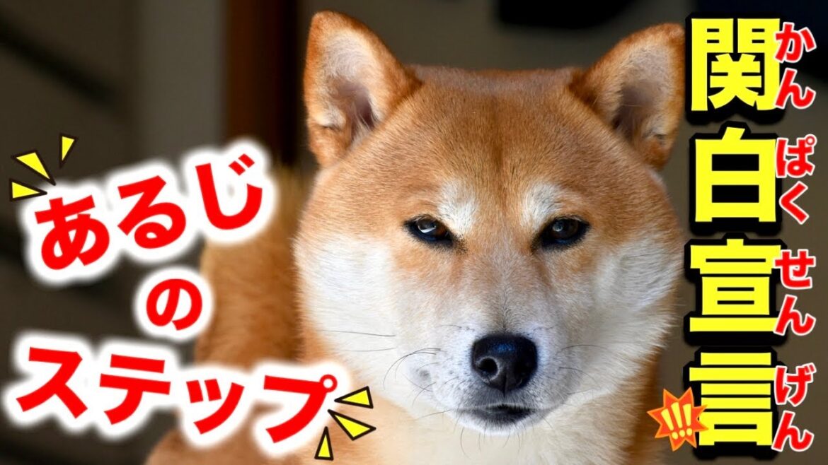 これは容認できる！？犬サイドの激しい願望を歌にのせる柴犬こむぎと海岸に着陸した宇宙船【あるじのステップ】