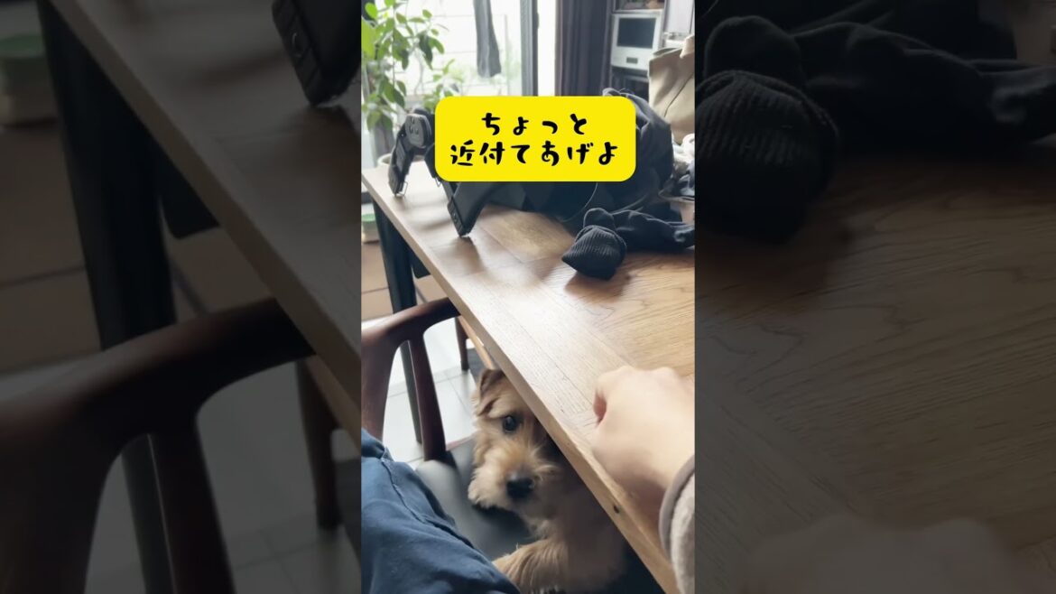 【靴下回収犬】#shorts  #norfolkterrier #dog #愛犬キチ #靴下大好き犬 #kichi #吉 #cute