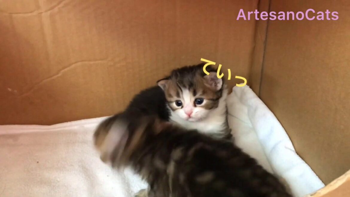 キンカロー(マンチカン×アメリカンカール) 子猫 生後25日