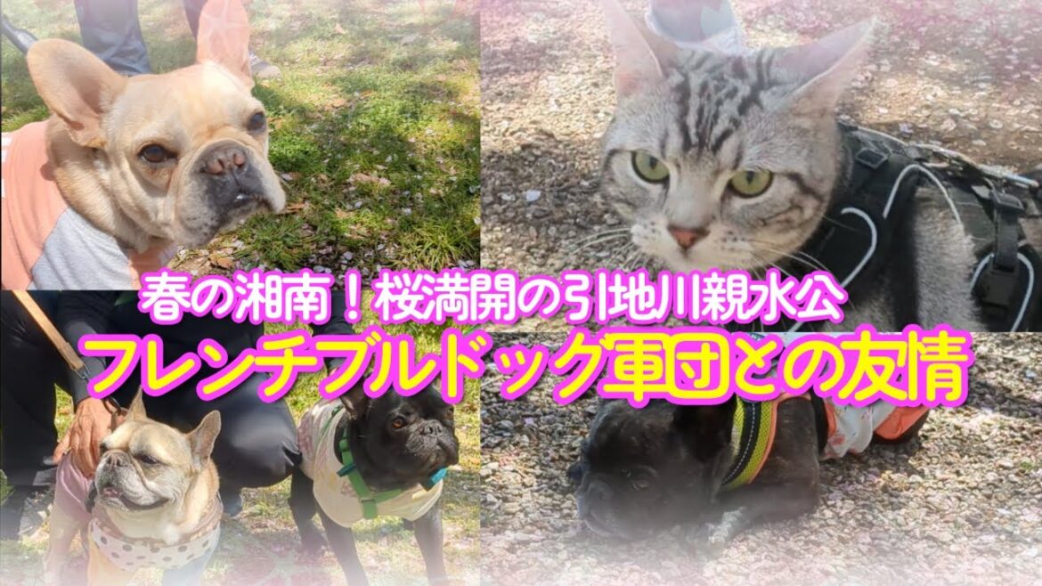 【猫動画】春の湘南!桜満開の引地川親水公園🐈🌸フレンチブルドッグ軍団との友情🐶 【猫動画】春の湘南!桜満開の引地川親水公園🐈🌸フレンチブルドッグ軍団との友情🐶