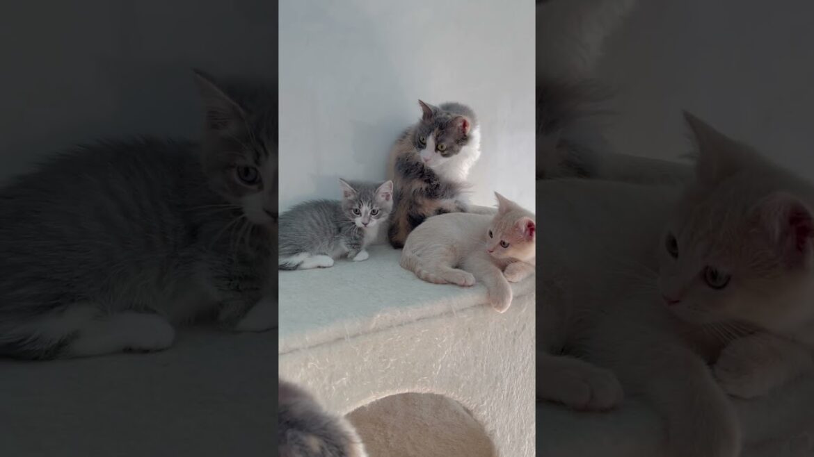 マンチカン男の子🩷 【お問合せ詳細は説明欄に記載あります】 #スクーカム #ブリーダー直販 #マンチカン #ミヌエット #ラパーマ #子猫 #子猫販売 #猫 #猫のいる暮らし #猫動画